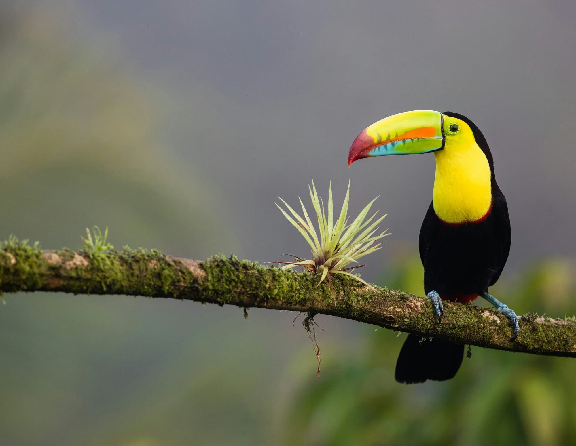 Keel-billed toucan